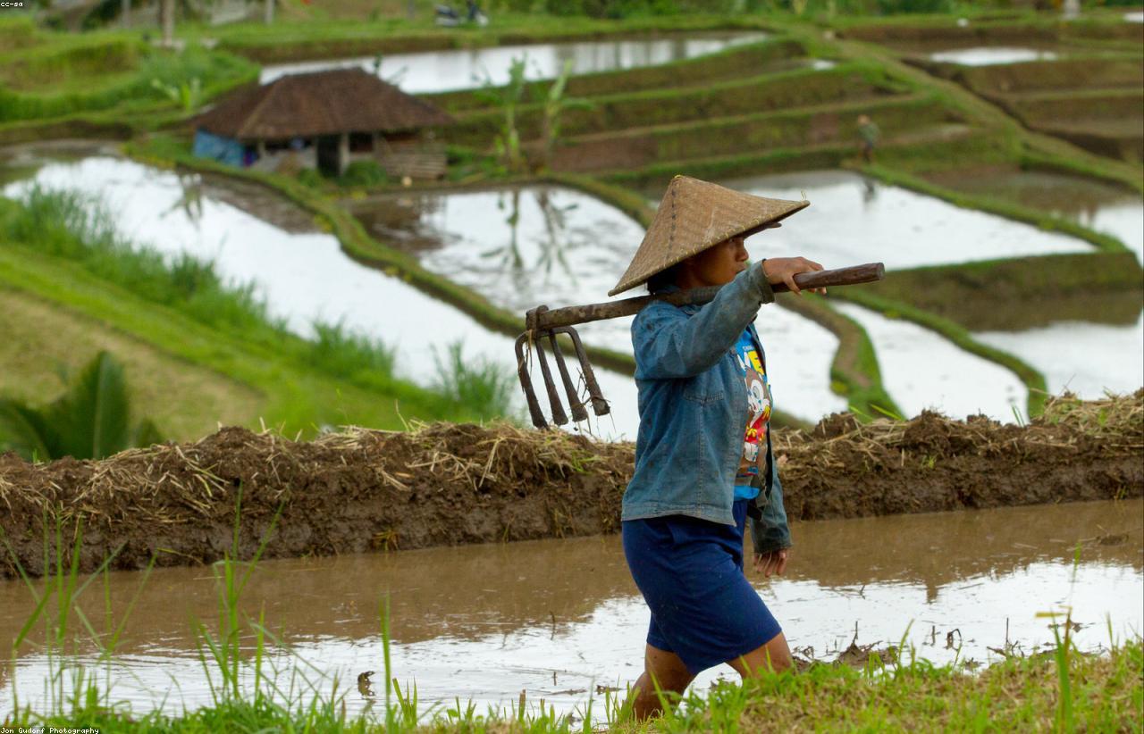 Jatiluwih Full Day Tour Bali tour package
